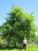 IMG_0055-1.JPG