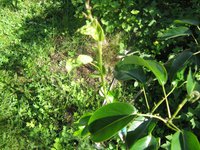 IMG_1296.JPG