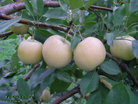 Уральское наливное сентябрь 2011 г.