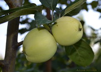 Аркад летний местный клон