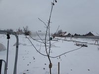 IMG_4721.JPG