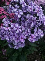 IMG_20130801_184950.jpg
