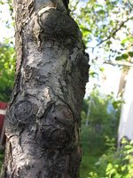 IMG_1195.JPG