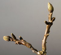 post-1090347-1454364220.jpg