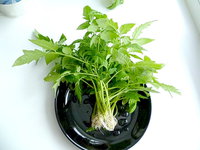 корни1.jpg