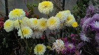 P_20171015_163015.jpg