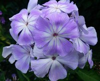 IMG_20130803_142356.jpg