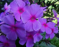 IMG_20130803_142427.jpg
