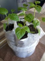 20170330_082416.jpg