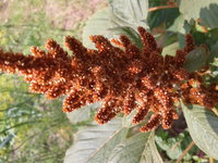 амарант золотистый