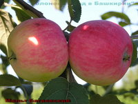 Мальт багаевский_03.jpg