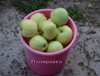 Папировка в ведре_2.jpg