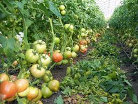 Махитос  прошлый сезон