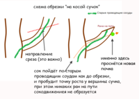 Обрезка на косой сучек.png