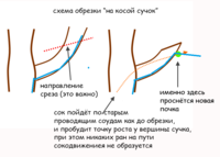 Обрезка на косой сучек2.png