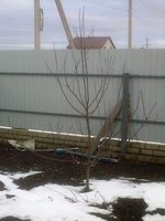 Синап орл. 2015.jpg