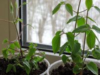 copDSC09084.jpg