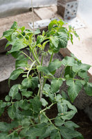 DSC_7437.jpg