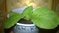 Пекинская капуста Ника Ф1