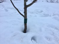 Без юбок оставлю только самые тонкие стволы. Не очень хорошие фото, потому что снимала уже в конце дня.
