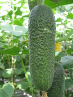2. летне-осенний оборотIMG_7170.JPG