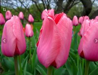 Pink impression
