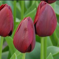Nationale velvet