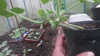IMG-20180507-WA0000[1].jpeg
