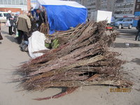 IMG_2033.jpg