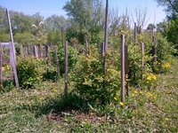IMG_20180513_111331_511.jpg