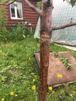 IMG_9557-19-05-18-08-14_1.jpg
