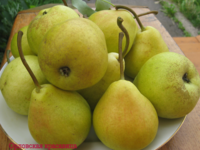 Орловская красавица