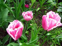 IMG_0208-1.jpg