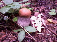 IMG_20130724_133631.jpg