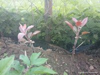 окулировка и у.копулировка