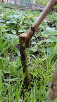 DSC03668mini.JPG