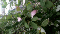 Актинидия коломикта, цветение мужского растения,  нет возможности передать аромат.