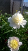 WP_20170706_16_11_26_Pro.jpg