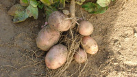 красавчик 2010.jpg