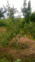 Имант. За листьями может не очень видно, но яблок много.<br />Пришлось подпирать.