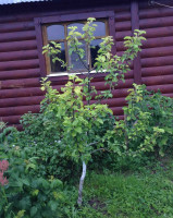 IMG_8815_1.jpg