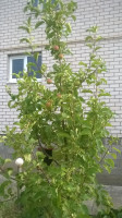 В Витебской обл. не жилец. ИМХО.