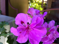 IMG_8088.JPG