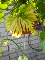 IMG_20180630_191636.jpg