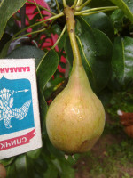 Просто Мария 2018  7.jpg