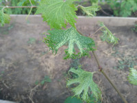 IMG-20180711-WA0002.jpg