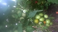 WP_20180718_19_24_34_Pro.jpg
