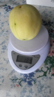 Бел. налив (2).jpeg