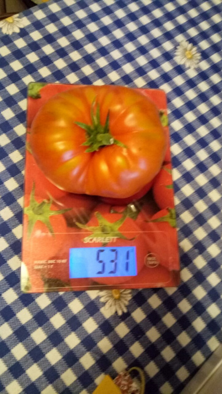 андреевск.сюрприз.jpg