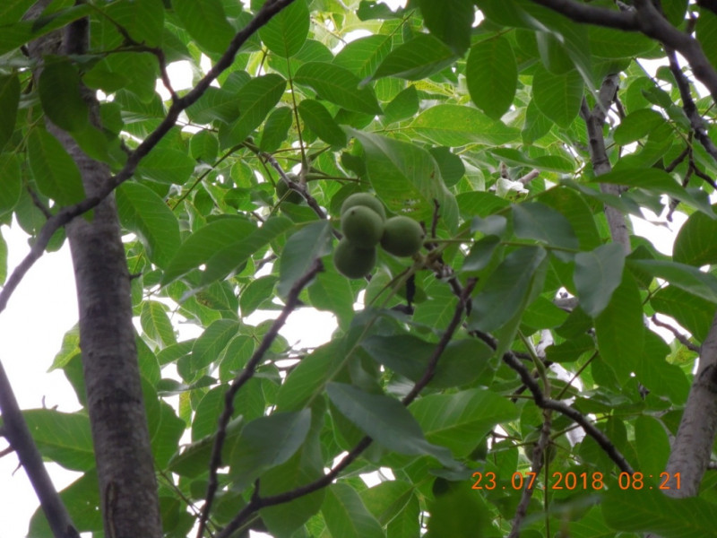 DSCN6996.JPG